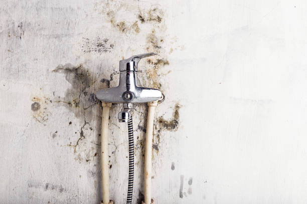 Best Toxic Mold Removal  in Jekyll Island, GA