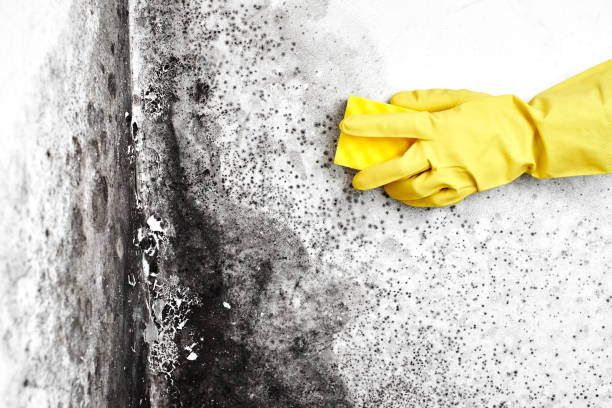 Best Commercial Mold Removal  in Jekyll Island, GA