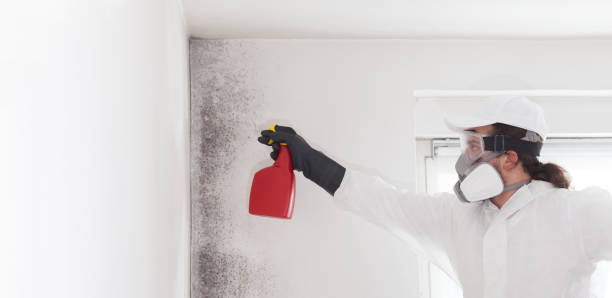 Best Professional Mold Removal  in Jekyll Island, GA