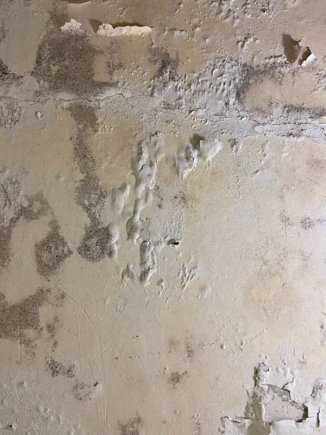 Professional Mold Removal in Jekyll Island, GA