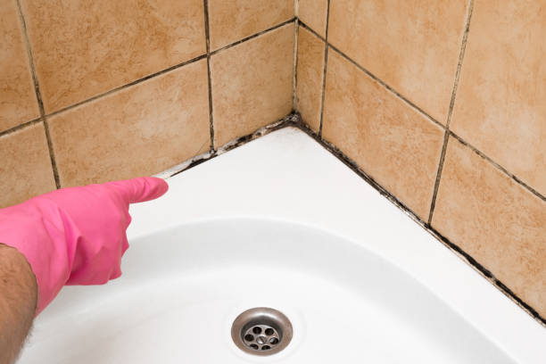 Best Fast Mold Removal  in Jekyll Island, GA