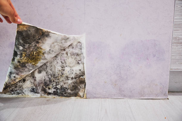Best Black Mold Removal  in Jekyll Island, GA